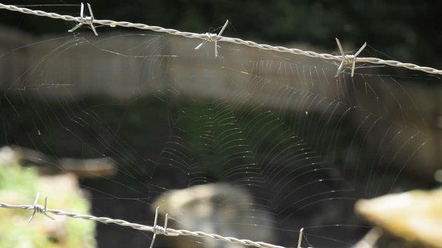 Spider web on barbed wire