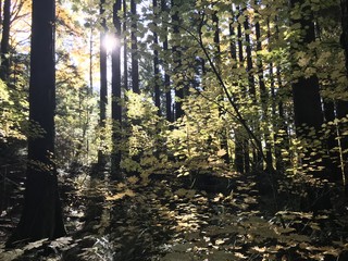 Obraz premium forest vancouver nature