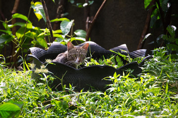 a cute cat lying in flowerpot made from tire in the park