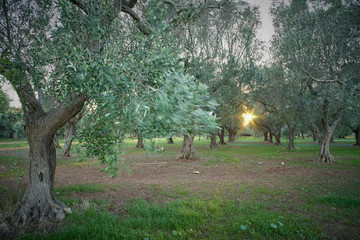 Olive grove in Salento on a windy day at sunset - Italy