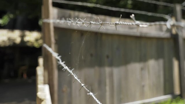 Spider web on barbed wire