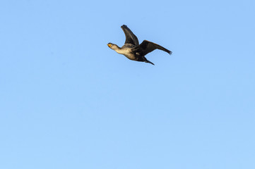 Fototapeta na wymiar Double-crested Cormorant turning head