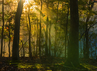 Fototapeta premium Beautiful autumn background with sun rays beaming through the trees in the forest