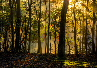 Fototapeta premium Beautiful morning background in late October forest with visible sun rays in a light haze