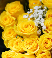 Flower background of yellow rose 