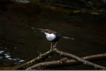White-throated dipper