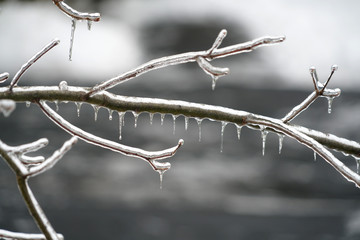 Close up on tree branch after the frozen rain