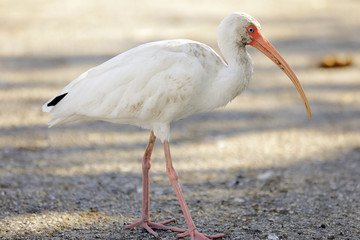 Image of an American White Ibis Bird