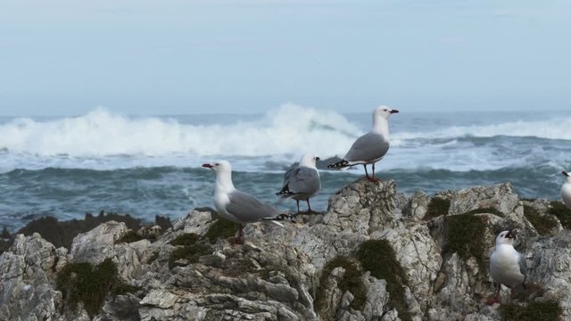 a group of sea gulls at a breeding colony in kaikoura, new zealand