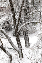 Winter. Trees covered with fresh snow