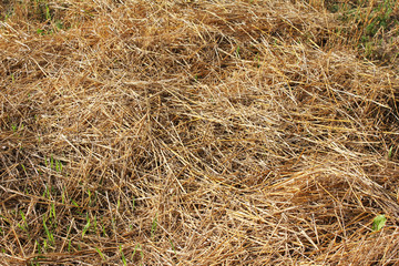 Straw on the field after harvest