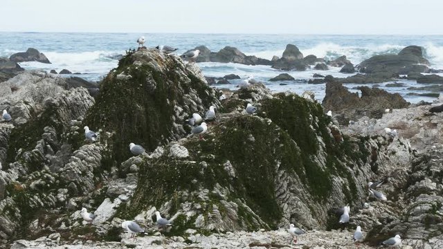 wide shot of sea gulls at a breeding colony in kaikoura, new zealand