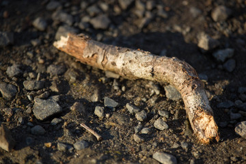 Weird Branch on ground 