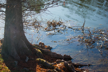 Reflective water with tree 