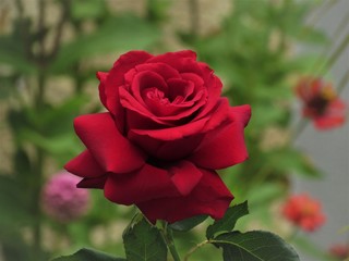 Rosa com jardim florido de fundo.