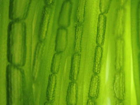 zoom microorganism algae cell