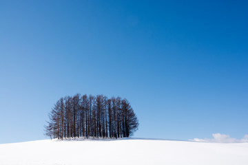 冬の丘の上のカラマツ林と青空　美瑛町