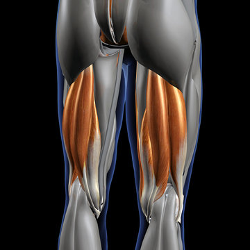 Hamstring Muscles Isolated, Male Posterior on Black