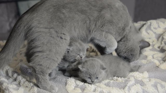 Scottish kittens playing and eating with mom