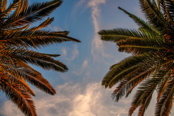 Palm trees with clouds