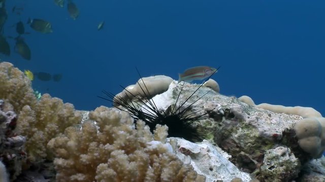 Fish eat dead black sea urchin Echinothrix diadema underwater. Colorful world of wild marine nature on background of beautiful lagoon. Awesome video of wildlife in Egypt.