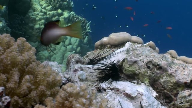 Fish eat dead black sea urchin Echinothrix diadema underwater. Colorful world of wild marine nature on background of beautiful lagoon. Awesome video of wildlife in Egypt.