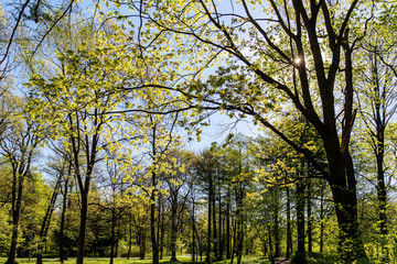 Fototapeta premium trees in the park