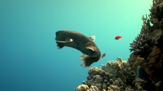 Close-up Diodon hystrix fish hedgehog Porcupinefish underwater Red sea. Colorful world of wild marine nature on background of beautiful lagoon. Awesome video of wildlife in Egypt.