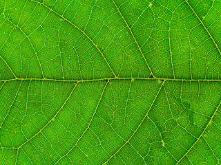 Fototapeta na wymiar Mitragyna speciosa leaves.