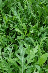 Rocket salad plant leaves growing in garden. Also known as Eruca sativa, arugula, rucola, rucoli, rugula, colewort, and roquette.