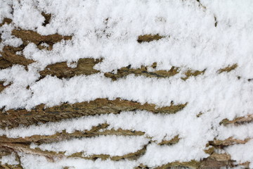 old tree bark texture covered with snow