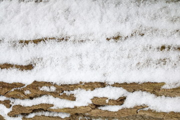 old tree bark texture covered with snow