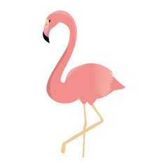 Fototapeta premium exotic bird flamingo icon