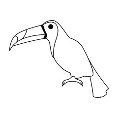 Obraz premium toucan exotic bird icon