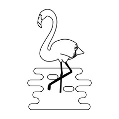 exotic bird flamingo with water