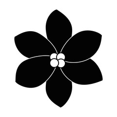 exotic and tropical flower