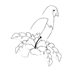 cockatoo exotic bird with flower