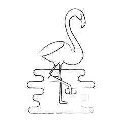 exotic bird flamingo with water