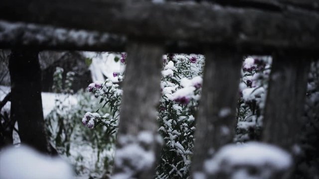  view through old wooden fence on flowerbed with flower under first snow and builds on background in bokeh , interseasonal slider motion shot