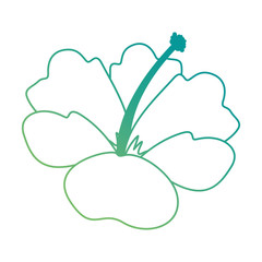 exotic and tropical flower