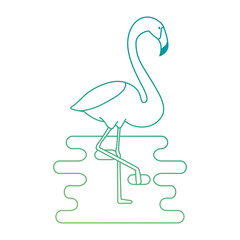 exotic bird flamingo with water