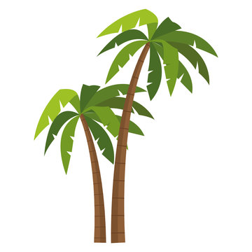 Tree palms isolated icon vector illustration graphic design