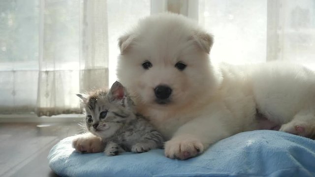 Cute tabby kitten and siberian husky playing on the bed slow motion 