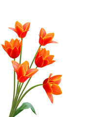 A flower of liliaceae tulip bouquet