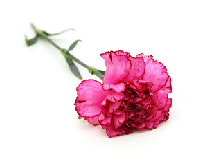 the long stem carnations gift