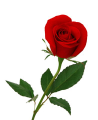 Rose on white background