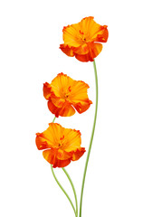 Fototapeta na wymiar Poppy flowers isolated on white