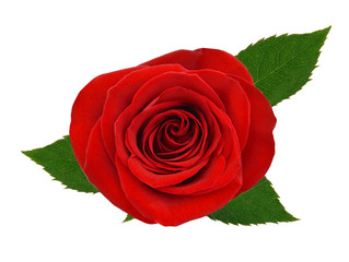 Single beautiful red rose isolated on white background