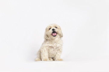 Maltese Shih-Tzu Dog