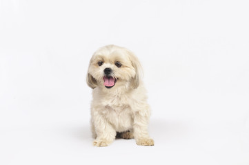 Maltese Shih-Tzu Dog